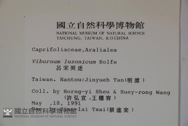 呂宋莢迷藏品圖，第2張