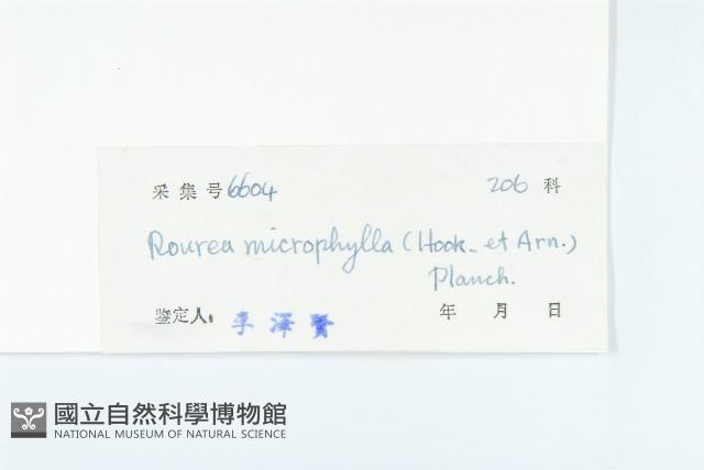 紅葉藤藏品圖，第3張