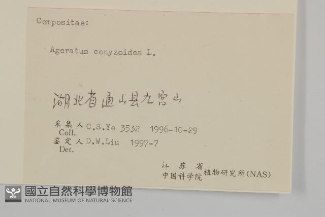 霍香薊藏品圖，第3張