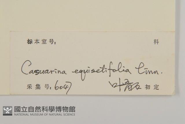 木麻黃藏品圖，第3張