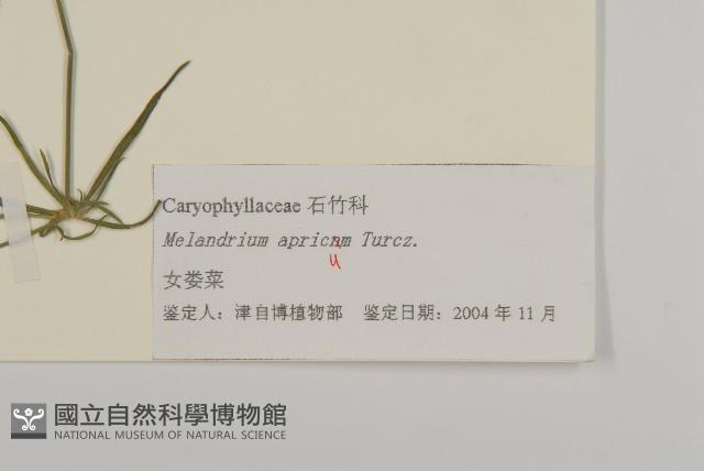 桃色女婁菜藏品圖，第3張