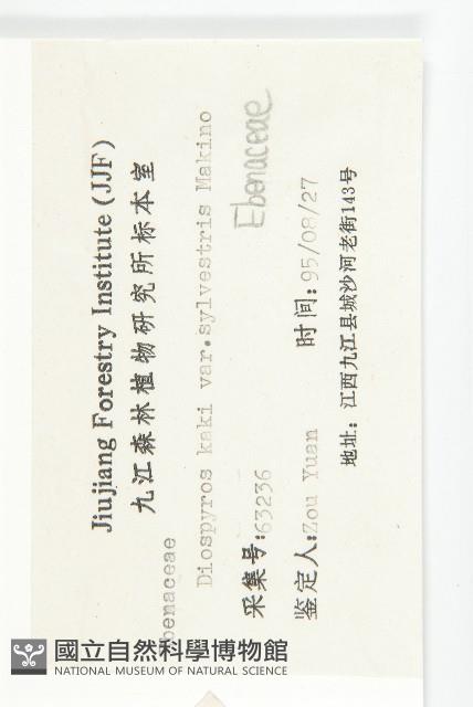 油柿藏品圖，第3張