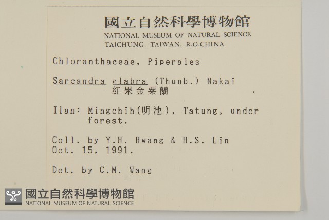 草珊瑚、紅果金粟蘭藏品圖，第2張