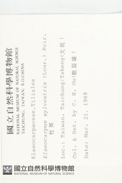 杜英、山杜英、蘭嶼杜英藏品圖，第2張