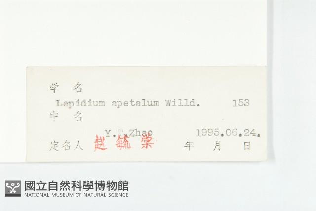 腺獨行菜藏品圖，第3張