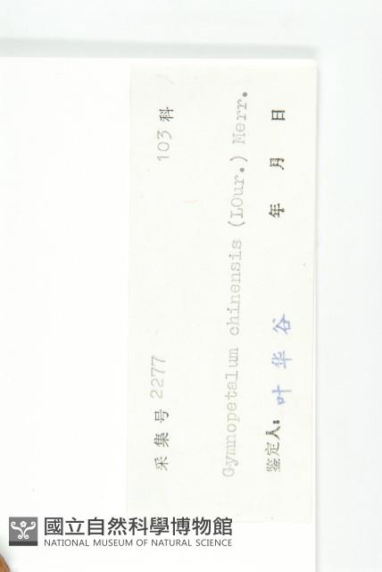 裸瓣瓜藏品圖，第3張