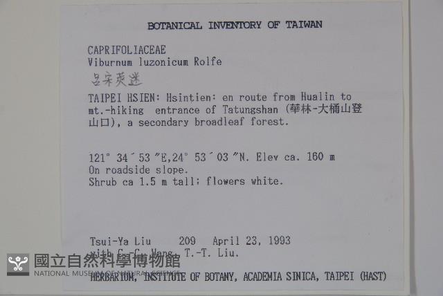 呂宋莢迷藏品圖，第2張