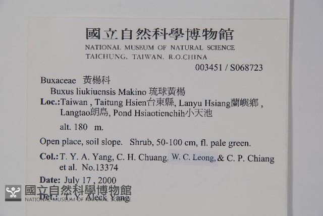 琉球黃楊藏品圖，第2張