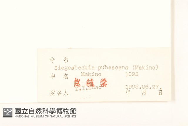 腺梗豨薟藏品圖，第3張
