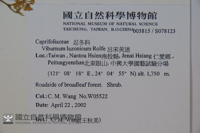 呂宋莢迷藏品圖，第2張