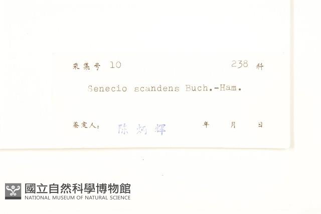 蔓黃菀藏品圖，第3張