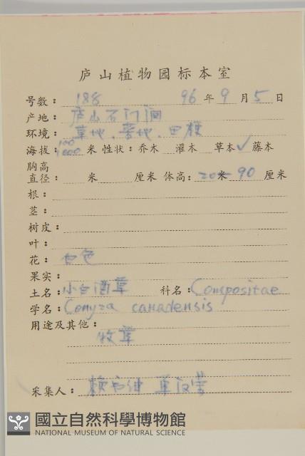 加拿大蓬藏品圖，第2張