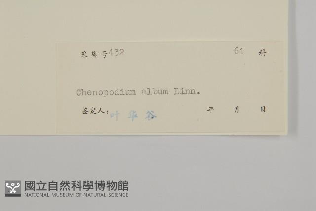 藜、灰藜藏品圖，第3張