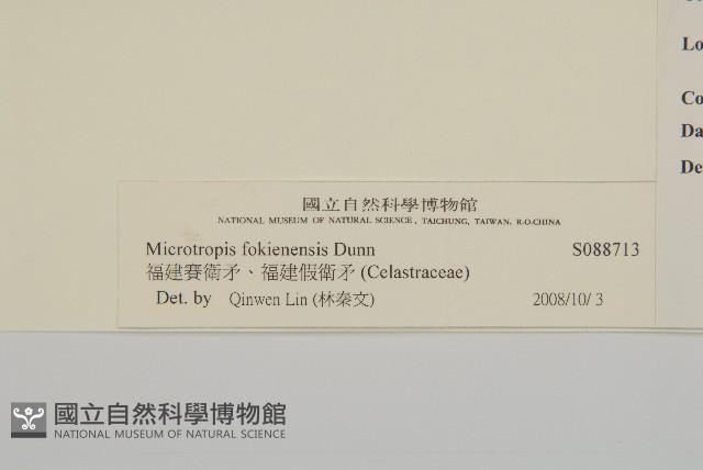 福建賽衛矛、福建假衛矛藏品圖，第3張