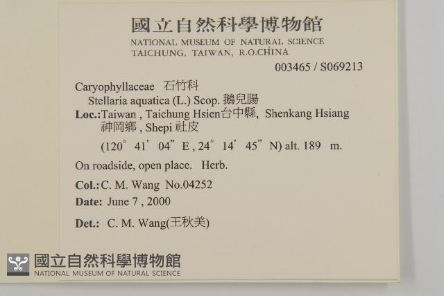 鵝兒腸藏品圖，第2張