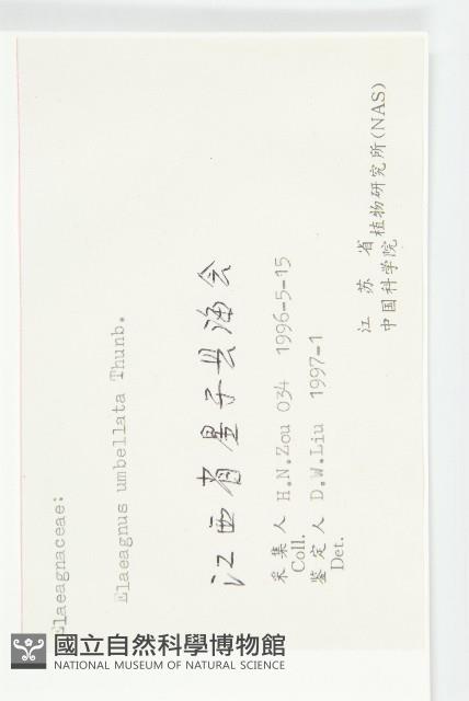 小葉胡頹子藏品圖，第3張