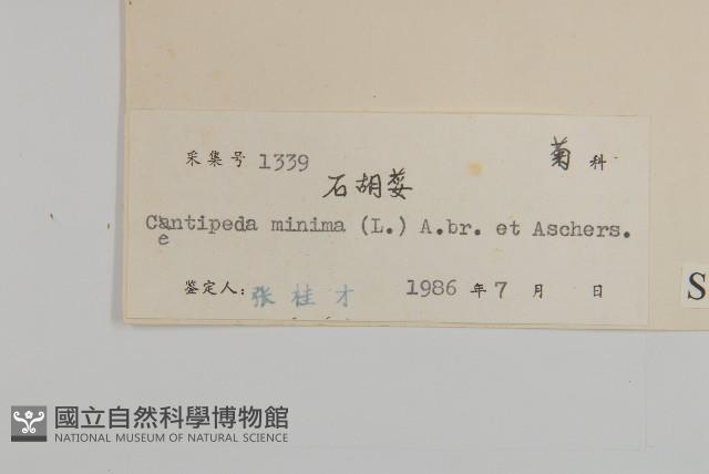 石胡荽、吐金草藏品圖，第3張