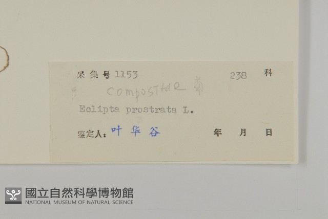鱧腸藏品圖，第3張