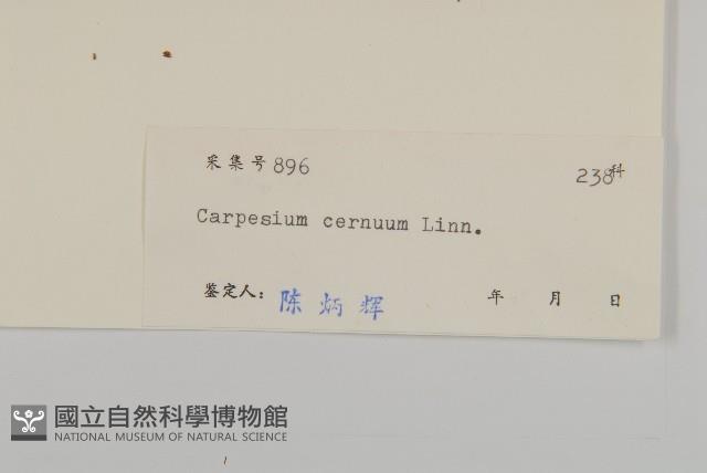 杓兒菜藏品圖，第3張