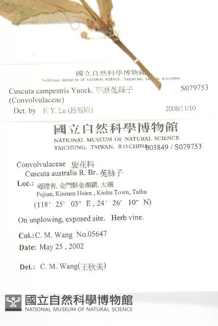 平原菟絲子藏品圖，第2張