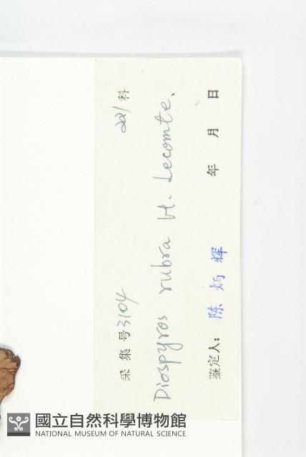 清茶柿藏品圖，第3張