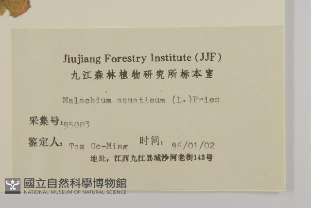 牛繁縷藏品圖，第3張