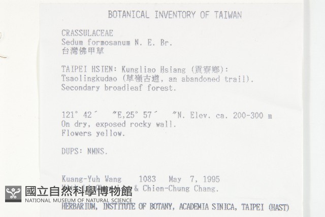 台灣佛甲草、石板菜藏品圖，第2張
