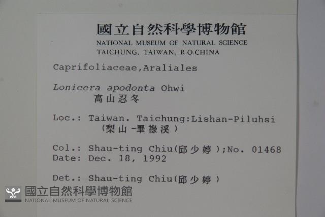 無梗忍冬藏品圖，第2張