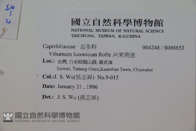 呂宋莢迷藏品圖，第2張