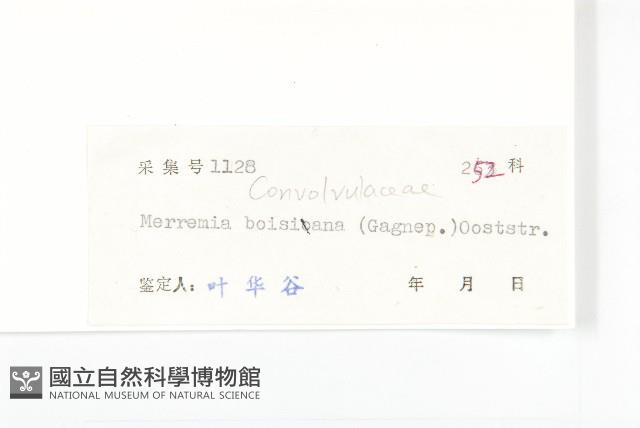 金鐘藤藏品圖，第3張