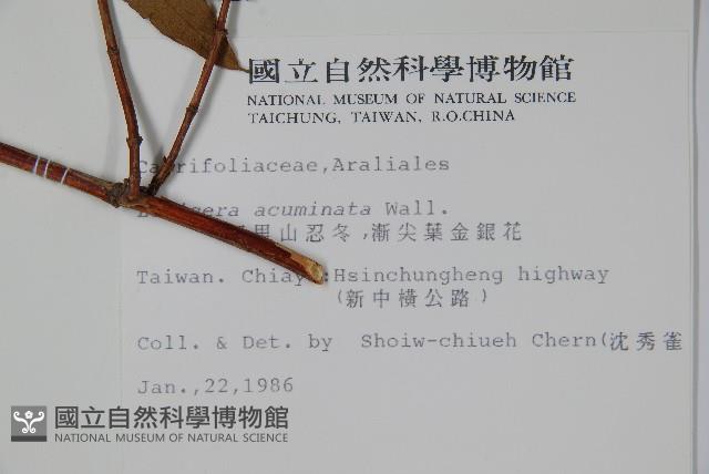 阿里山忍冬、漸尖葉忍冬藏品圖，第2張