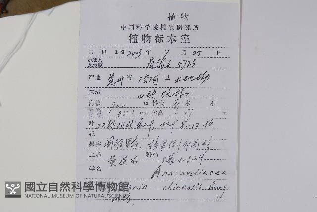 黃連木、爛心木藏品圖，第2張