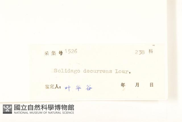 一枝黃花藏品圖，第3張