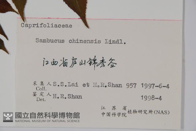 冇骨消藏品圖，第2張