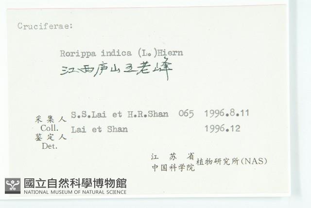 葶藶藏品圖，第3張