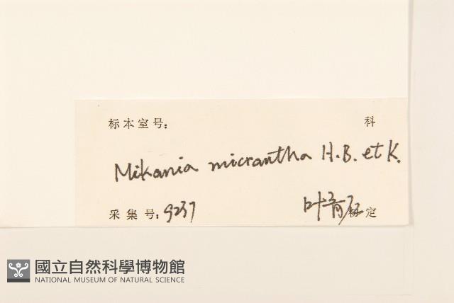 小花蔓澤蘭藏品圖，第3張