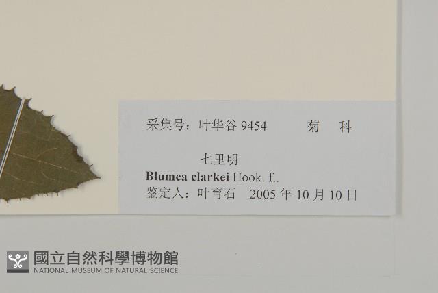 七里明艾納香藏品圖，第3張