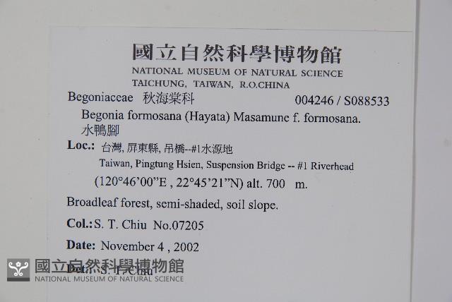 水鴨腳藏品圖，第2張