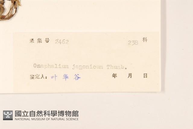 父子草、天青地白藏品圖，第3張