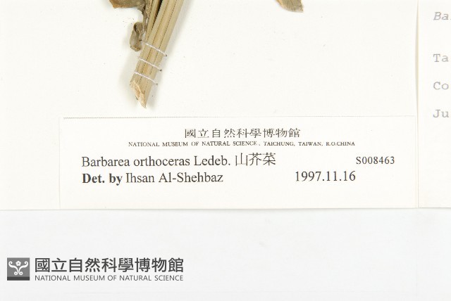 山芥菜藏品圖，第3張