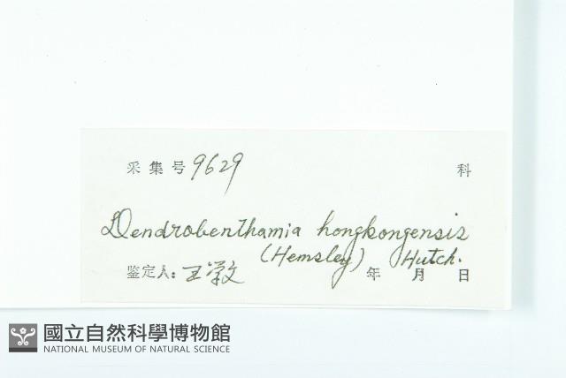 香港四照花藏品圖，第3張