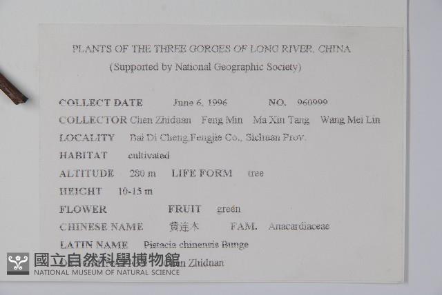 黃連木、爛心木藏品圖，第2張