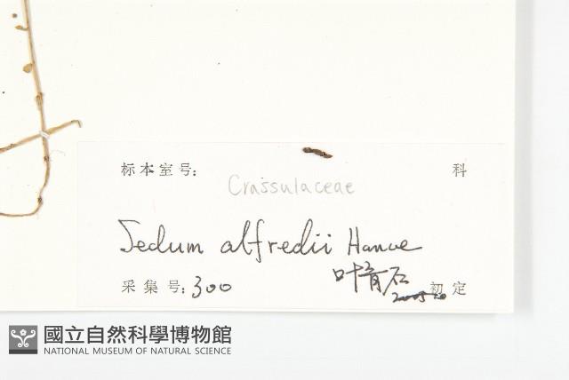 石板菜藏品圖，第3張