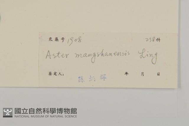 莽山紫菀藏品圖，第3張