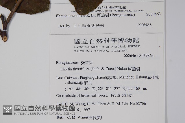 厚殼樹藏品圖，第2張