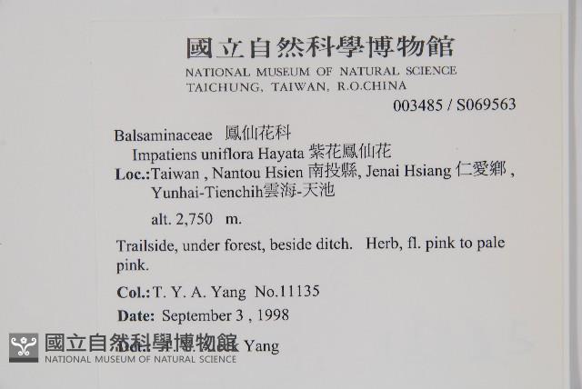 紫花鳳仙花藏品圖，第2張