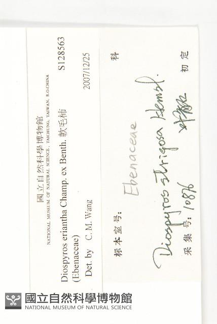 軟毛柿藏品圖，第3張