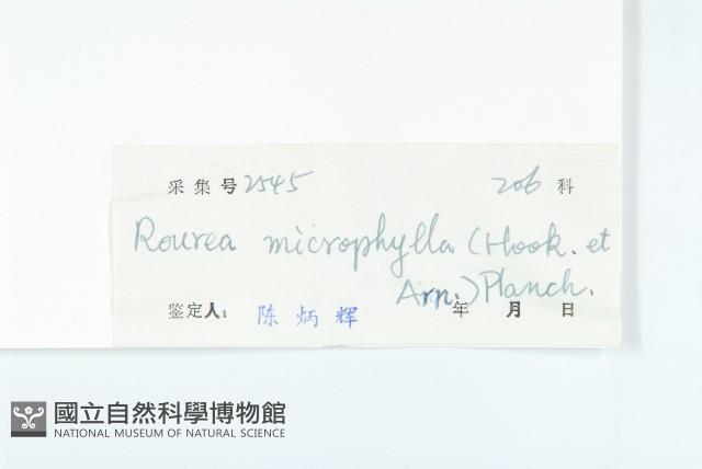 紅葉藤藏品圖，第3張