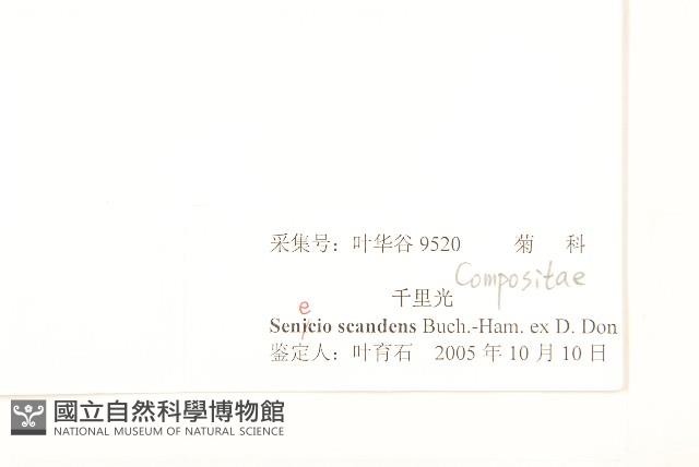 蔓黃菀藏品圖，第3張