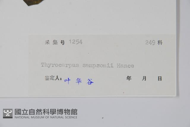 盾果草藏品圖，第2張